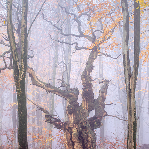 Stephen Davis-Ghost Oak